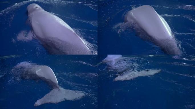 白鲸吹洞慢动作潜水关闭