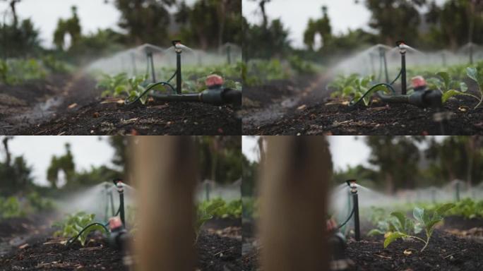 喷洒在菜园上的喷水管