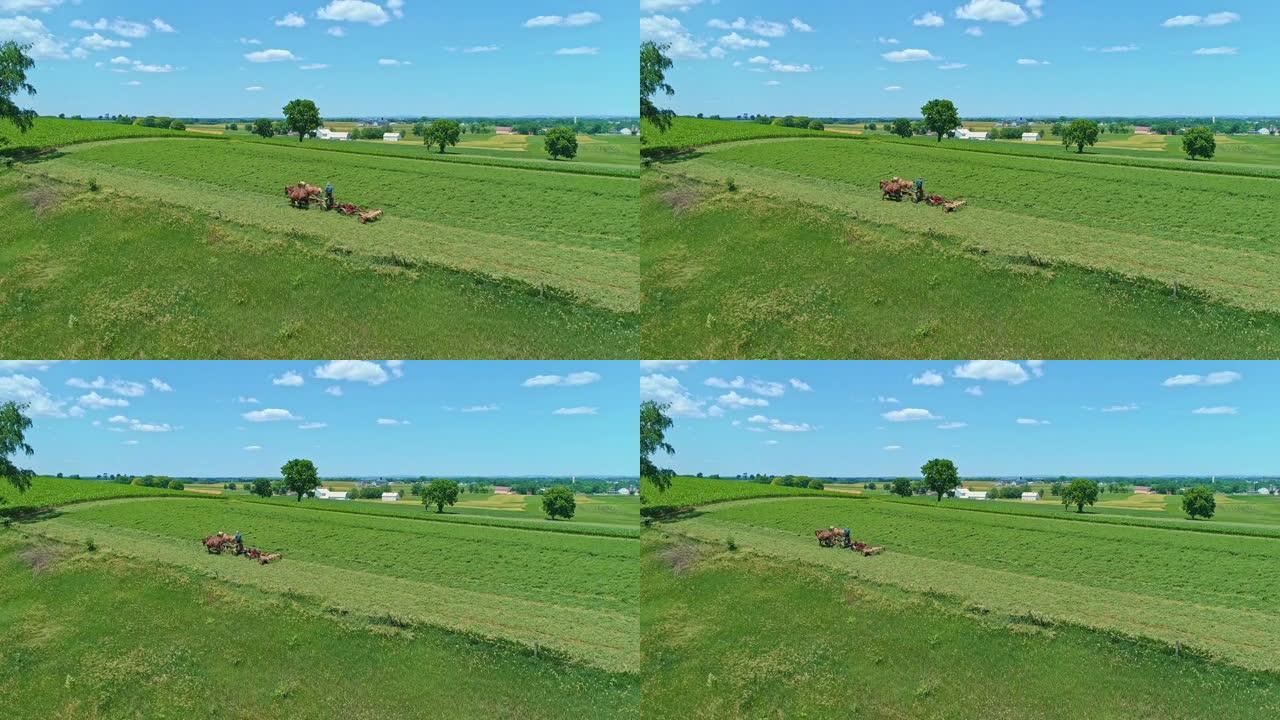 在阳光明媚的夏日里，一个阿米什人农民用三匹马在收割庄稼的鸟瞰图