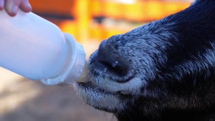 农民和孩子用奶瓶喂养小山羊。一只喝牛奶的山羊的特写镜头。