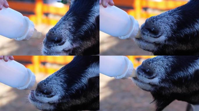 农民和孩子用奶瓶喂养小山羊。一只喝牛奶的山羊的特写镜头。