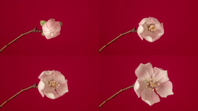 梅花在红色背景下的延时视频中绽放。