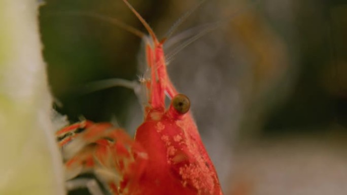 红虾特写眼睛和水中的胡须