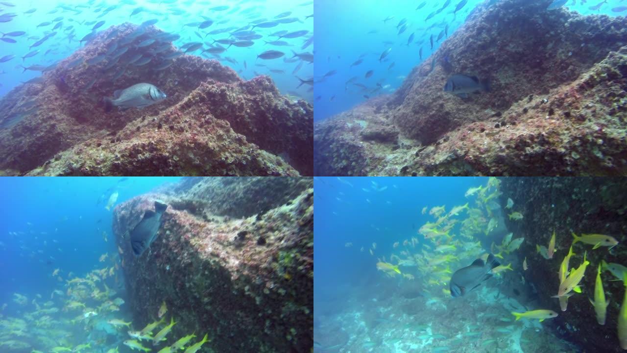清洁濑鱼清洁礁石上的海鳗。