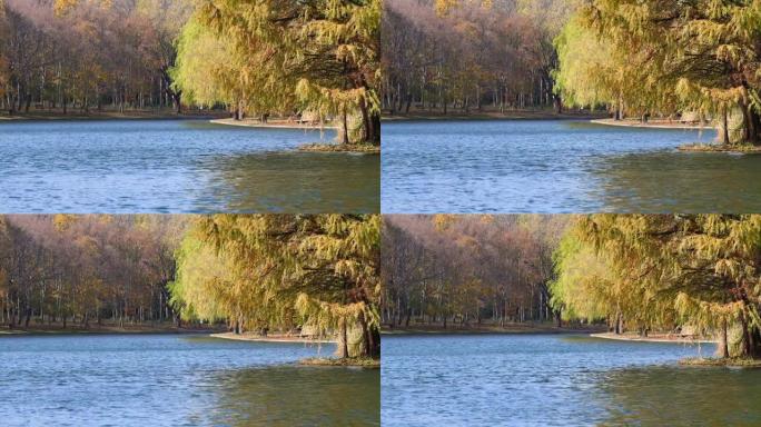 美丽的秋天森林公园的风景，阳光中的树木在风中摇曳，湖中荡漾，循环4k慢动作镜头。