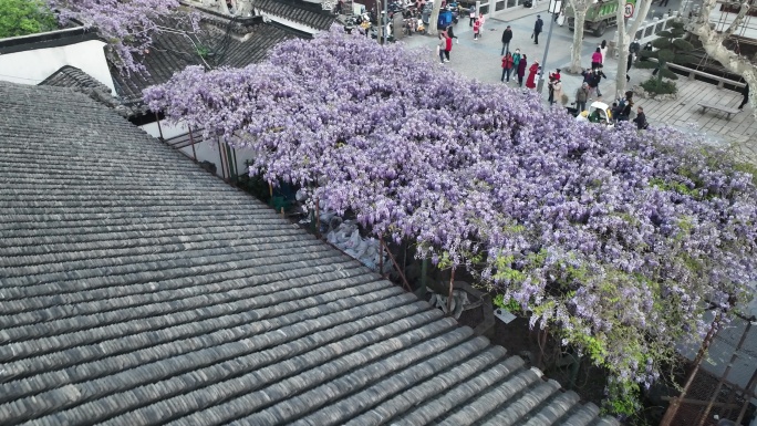 拙政园门前紫藤花