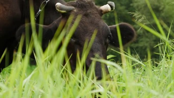 草地上有一头大型的棕色奶牛吃草。牛拍打着尾巴，吓跑了许多蚊子和苍蝇。牛奶生产。
