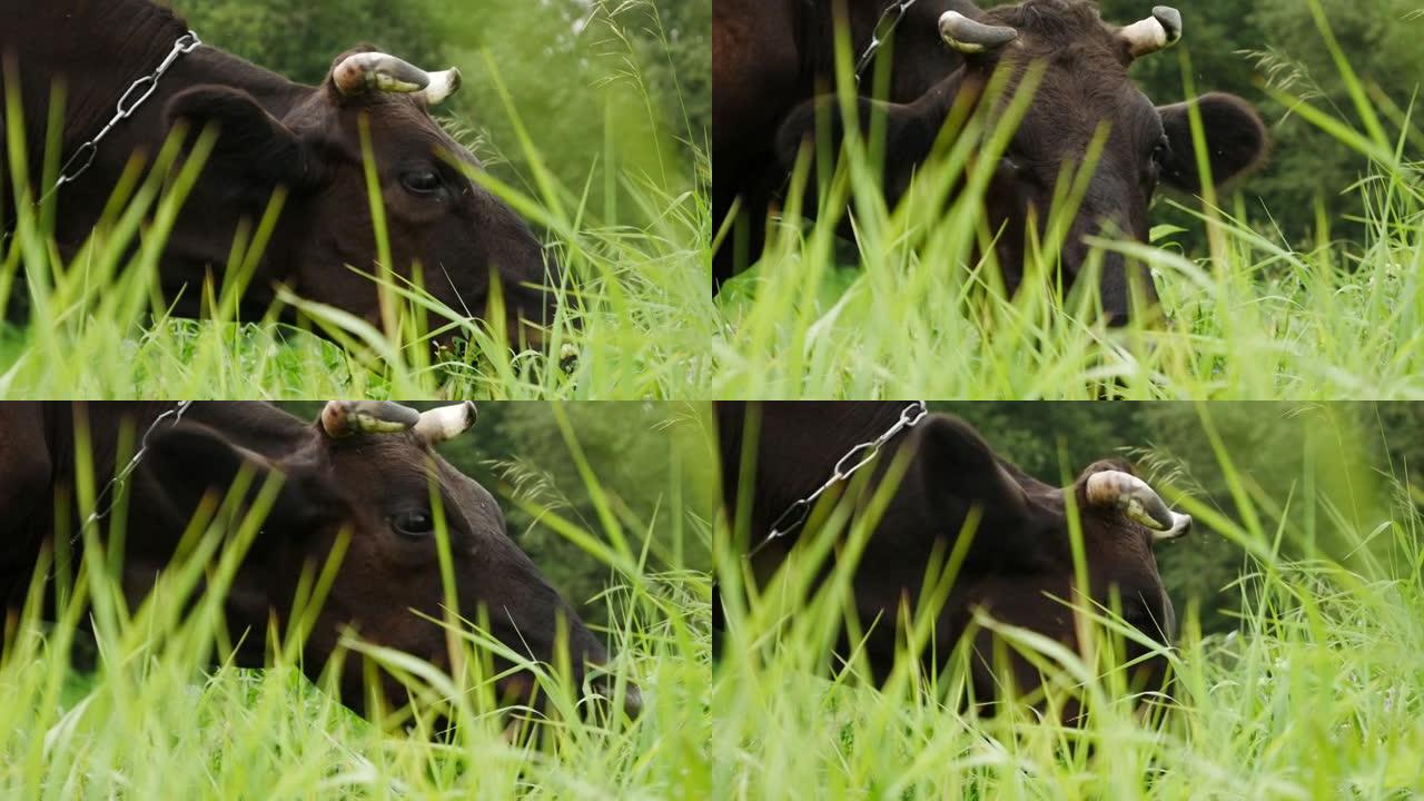 草地上有一头大型的棕色奶牛吃草。牛拍打着尾巴，吓跑了许多蚊子和苍蝇。牛奶生产。