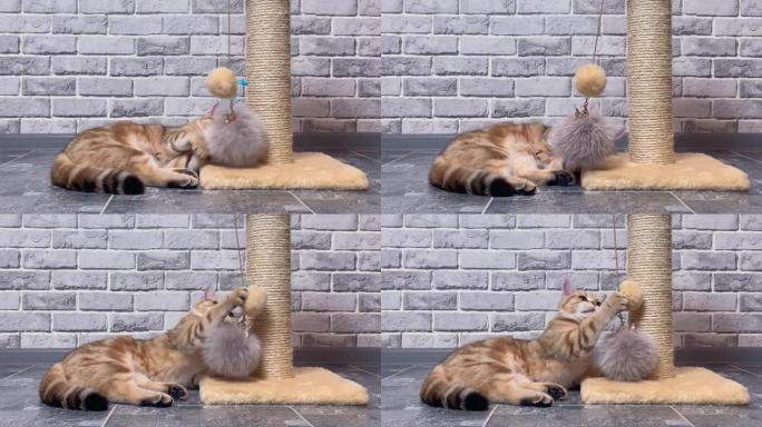 姜条纹猫在厨房的灰色墙壁背景上玩毛球。金色龙猫英国猫，可爱的宠物。