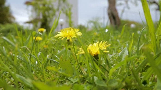 黄色蒲公英在风中摇曳的花园背景下，在草坪草中绽放。杂草植物。