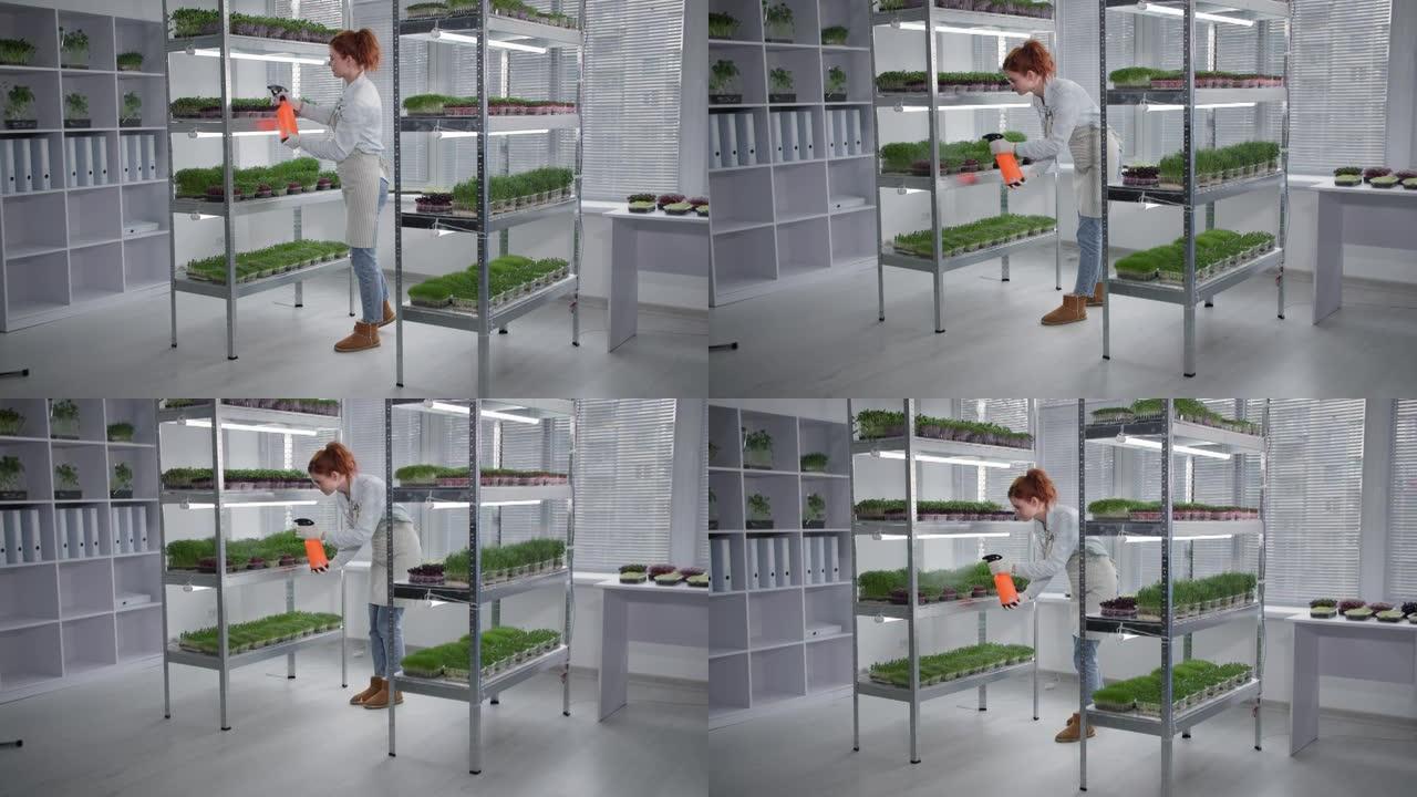 现代温室，围裙中有爱心的女农民检查容器中的豆芽，并在架子的微绿背景上洒水和喷雾瓶