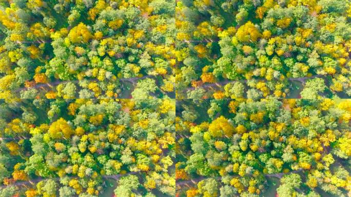美丽的秋季公园茂密森林鸟瞰图