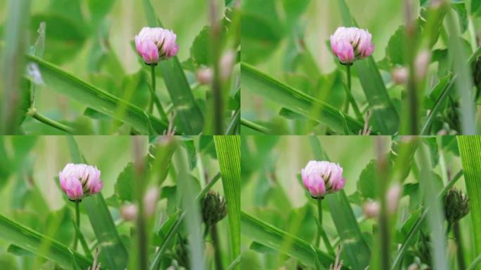 野生动物宏观。粉红色的三叶草花生长在绿色的田野特写。自然背景。风景，自然，夏天。