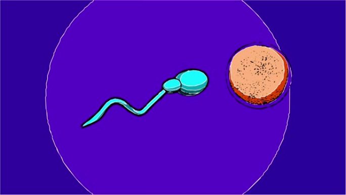漫画风格的2d动画-精子和可育的人类卵子。授精概念。