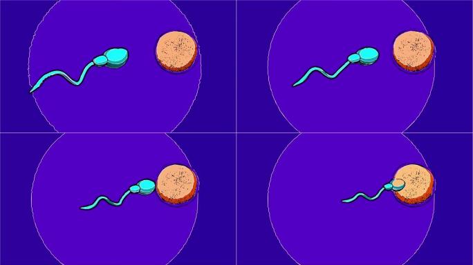 漫画风格的2d动画-精子和可育的人类卵子。授精概念。