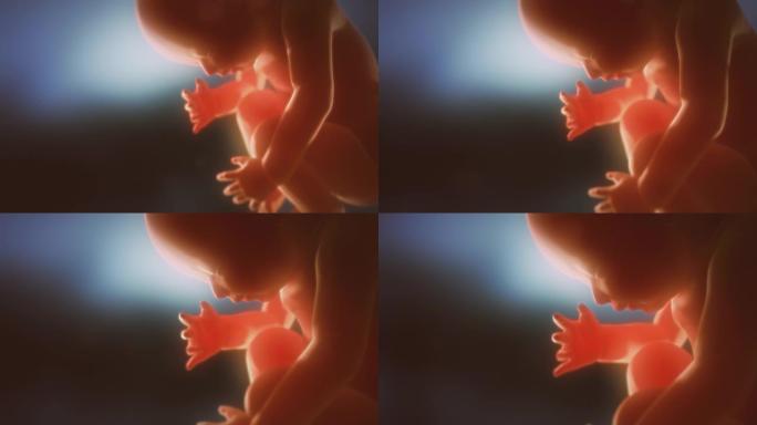 人类胎儿。子宫里的孩子。