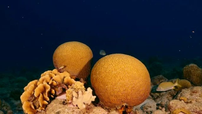 库拉索岛周围加勒比海珊瑚礁绿松石水中带槽脑珊瑚的海景