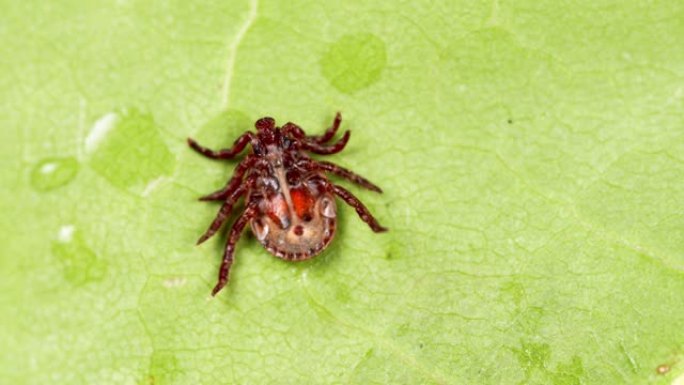 硬蜱在绿叶或草叶上爬行。蜱引起莱姆病和疏螺旋体病