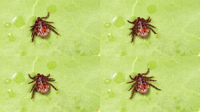 硬蜱在绿叶或草叶上爬行。蜱引起莱姆病和疏螺旋体病