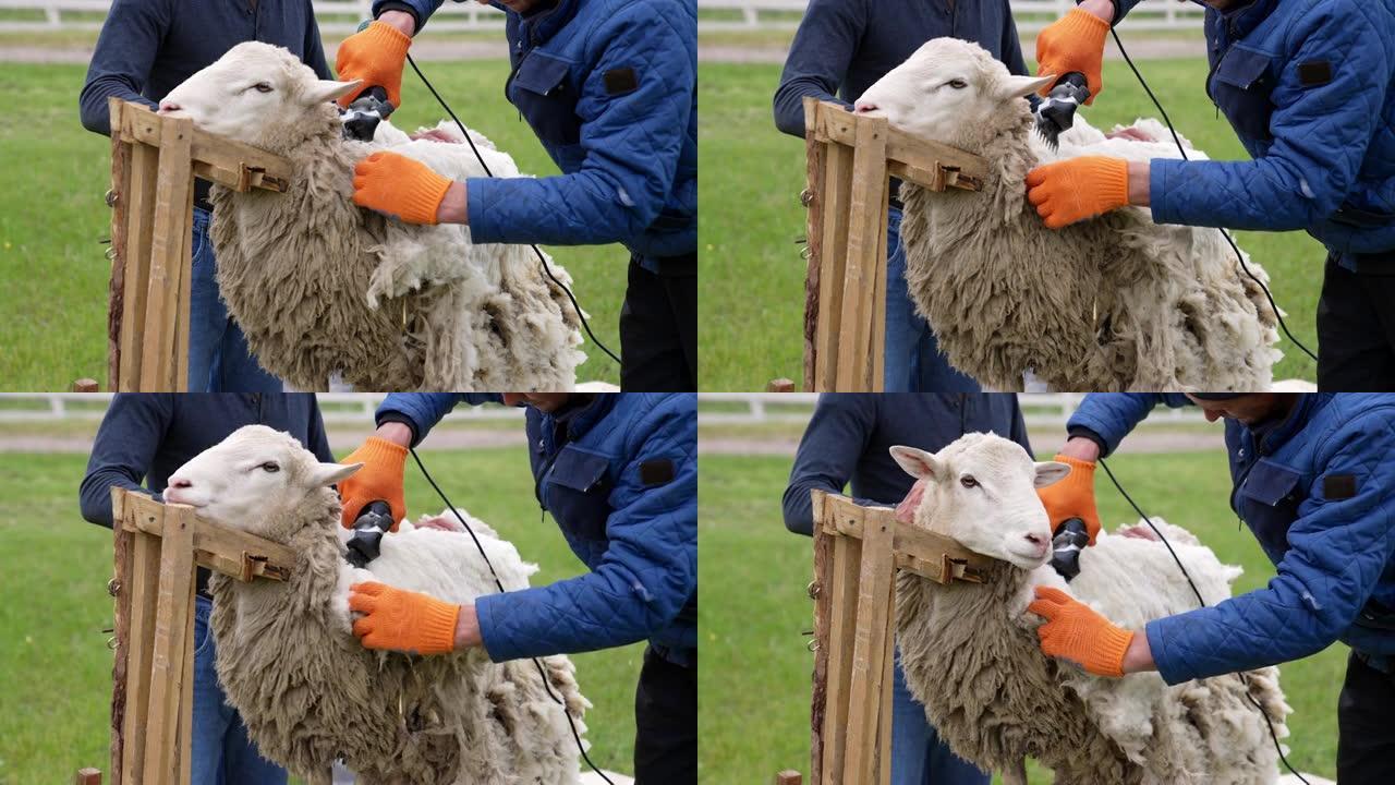 采煤机修剪羊毛羊。农民从绵羊身上剪下来的羊毛。