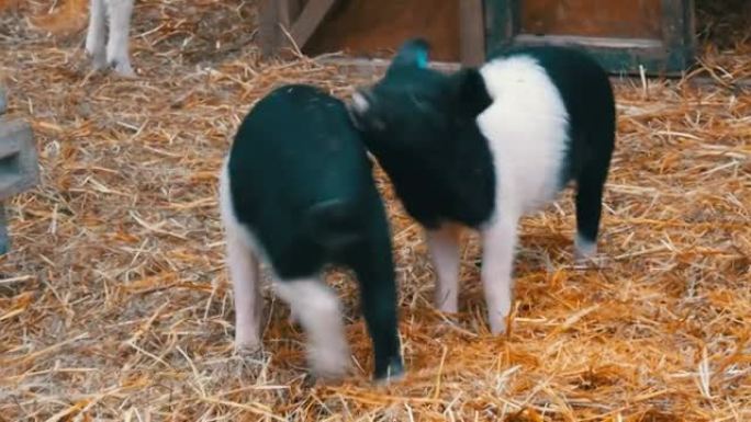 三只有趣的黑白猪在农村院子里的婴儿床附近散步玩耍