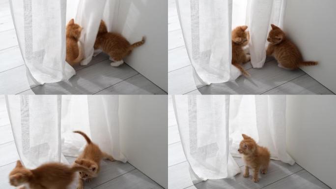 两只好奇的小猫玩白色窗帘，挂着，跳起来，藏在家里