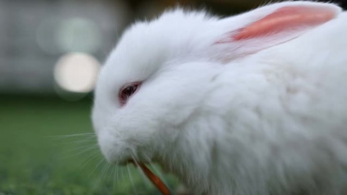 吃胡萝卜的白兔吃胡萝卜的白兔