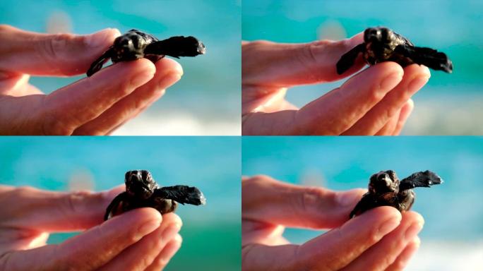 海龟在海滩上孵化。选择性聚焦。自然。