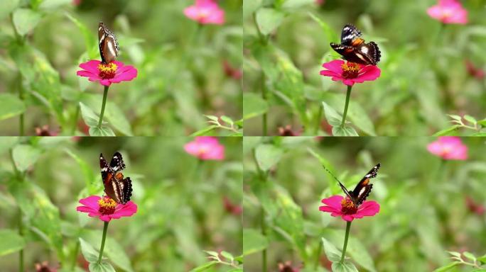 一只棕黑相间的蝴蝶栖息在一朵粉红色的百日菊上，吮吸着百日菊的花蜜