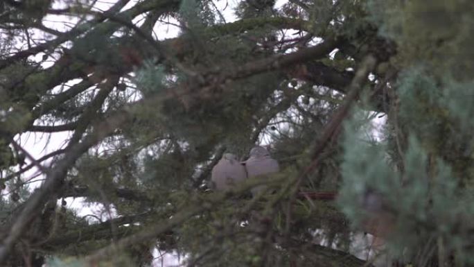 下雨天，慢动作可爱的普通鸽子坐在松枝上