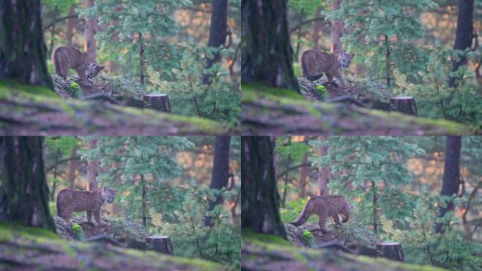 早晨日出时，年轻的美洲狮 (Puma concolor) 美丽而危险地在北美森林的岩石之间穿过树林。