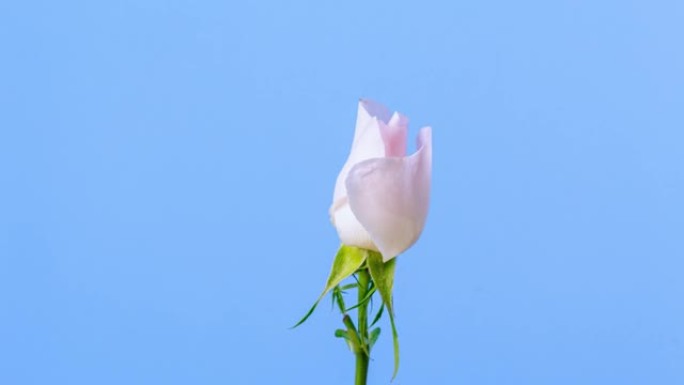 玫瑰臀部的花朵盛开并在蓝色背景上旋转，延时4k视频。