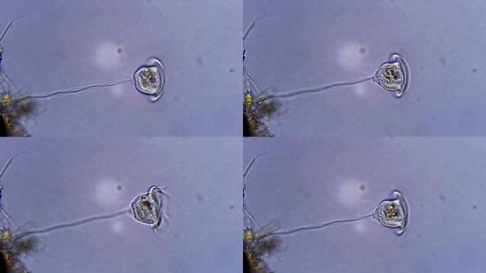 微生物-涡旋菌微生物-涡旋菌