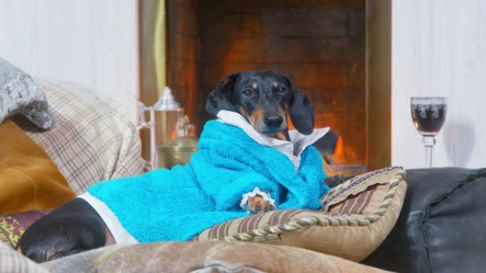 可爱的长耳朵腊肠狗坐在蓝色毛圈浴袍的真皮沙发软垫上，靠着客厅温暖的壁炉