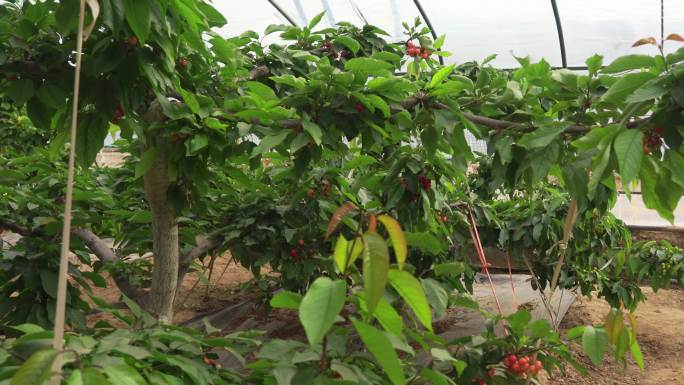 樱桃 乐都区 特产 温室大棚 上市 新鲜