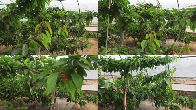 樱桃 乐都区 特产 温室大棚 上市 新鲜