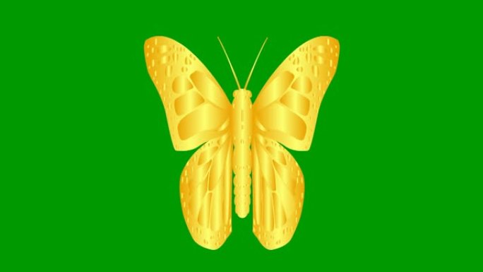 动画金色蝴蝶襟翼。循环视频。孤立在绿色背景上的平面矢量插图。