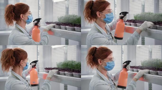 在检疫的生意，年轻女子戴着医用口罩用喷雾瓶中的水喷洒一种生态产品微型绿色容器在现代温室的货架上在温室
