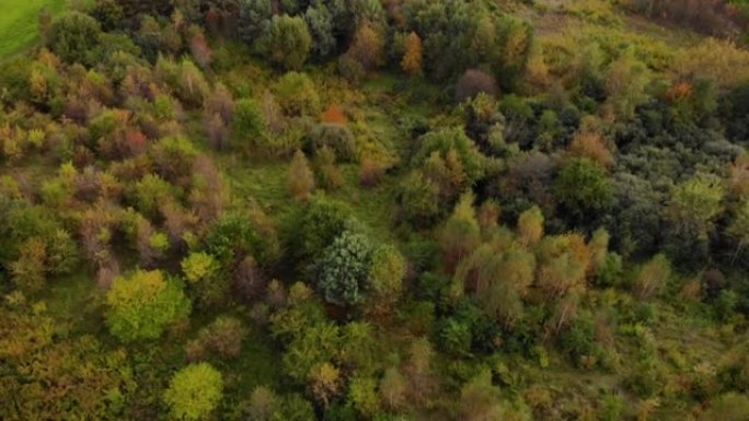 史诗般的秋季森林空中无人机视图。秋天森林的鸟瞰图。秋天的风景，红黄绿树摇曳。混交林，绿色针叶树，落叶