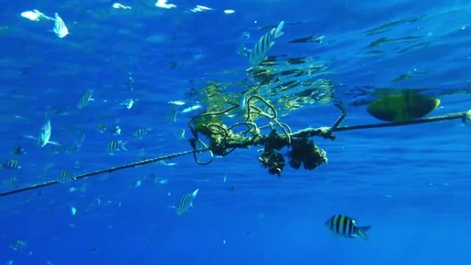 主要鱼类 (Abudefduf vaigiensis) 在红海超级慢mo的珊瑚中游泳