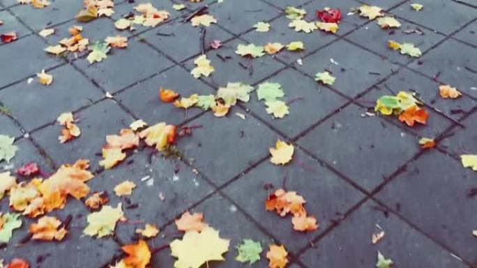 秋季，城市公园沥青地面上五颜六色的秋叶，季节性自然b卷
