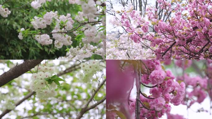 青龙寺樱花绽放特写