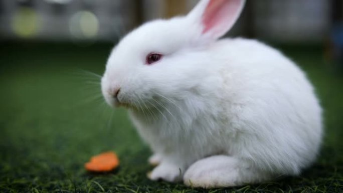 吃胡萝卜的白兔特写展示小白兔吃东西