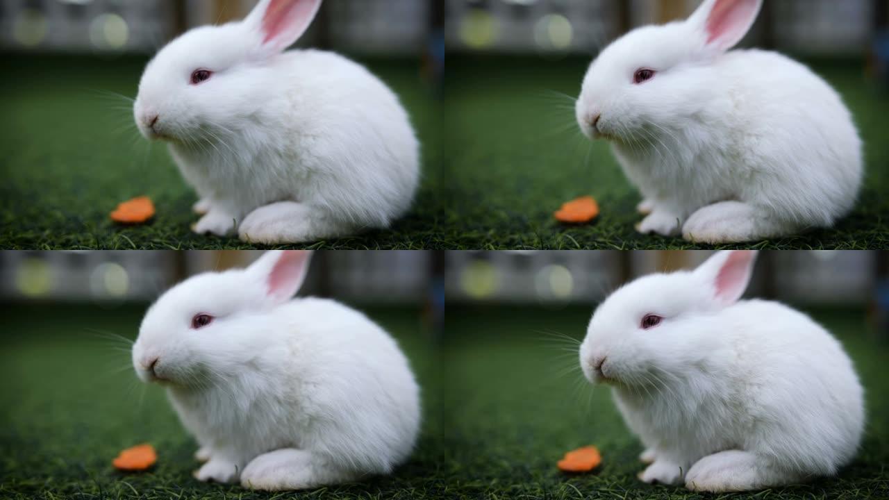 吃胡萝卜的白兔特写展示小白兔吃东西