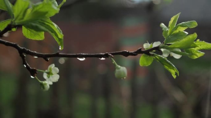 雨中花园里盛开的苹果树树枝。雨滴从花上掉下来。春天在外面