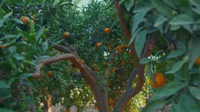 橙色花园里的树上成熟的橙色水果