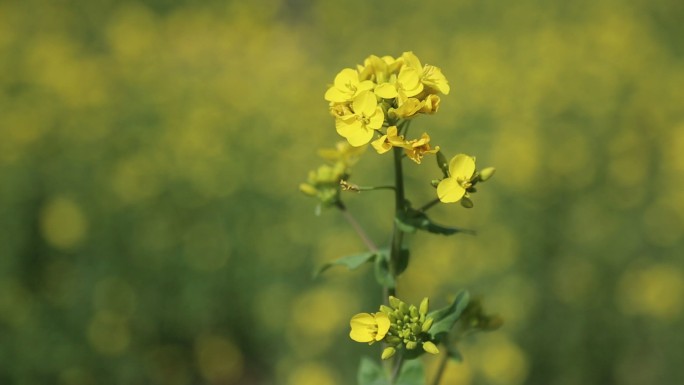 油菜花