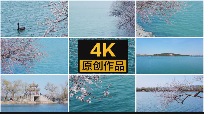 【4K】颐和园西提桃花