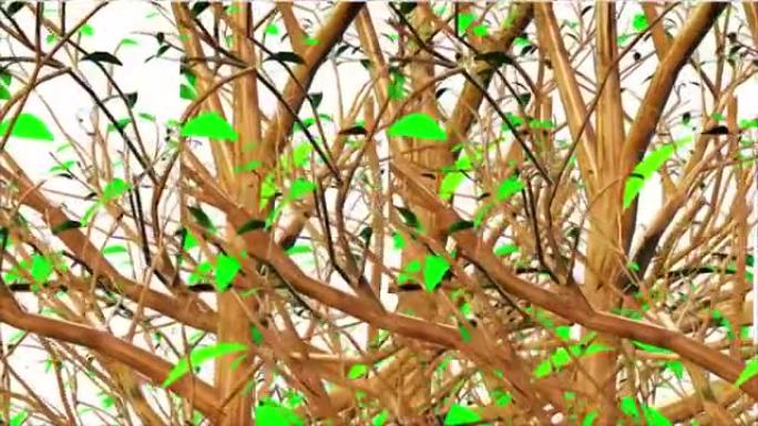 山枫树植物3D渲染