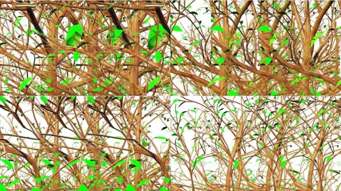 山枫树植物3D渲染